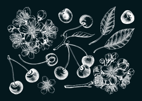 Berry fruit drawings on chalkboard. Cherry berries, leaves, flowers sketches. Cherry blossom hand-drawn vector illustration. Floral design elements. NOT AI genereted
